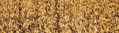 Soybean field ready for harvest
