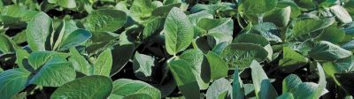Soybeans closeup