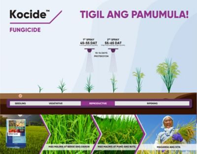 Kocide Timing of Application