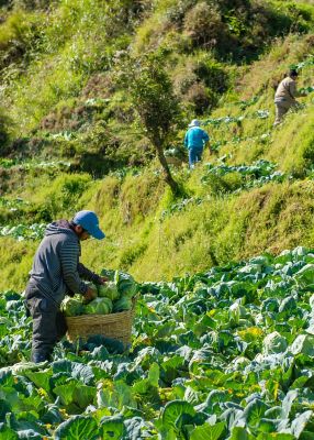 farmer-planting