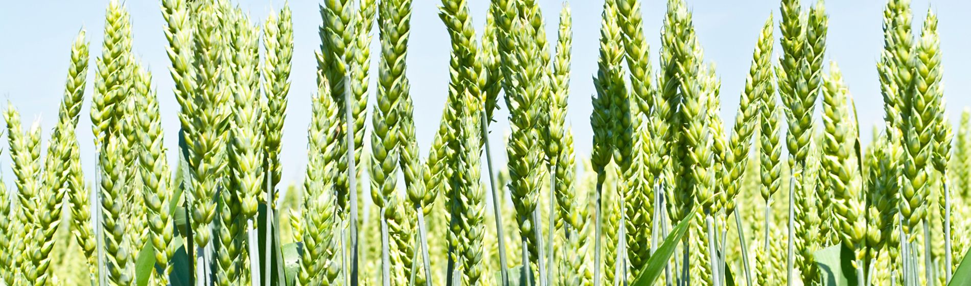 Wheat ears in flower