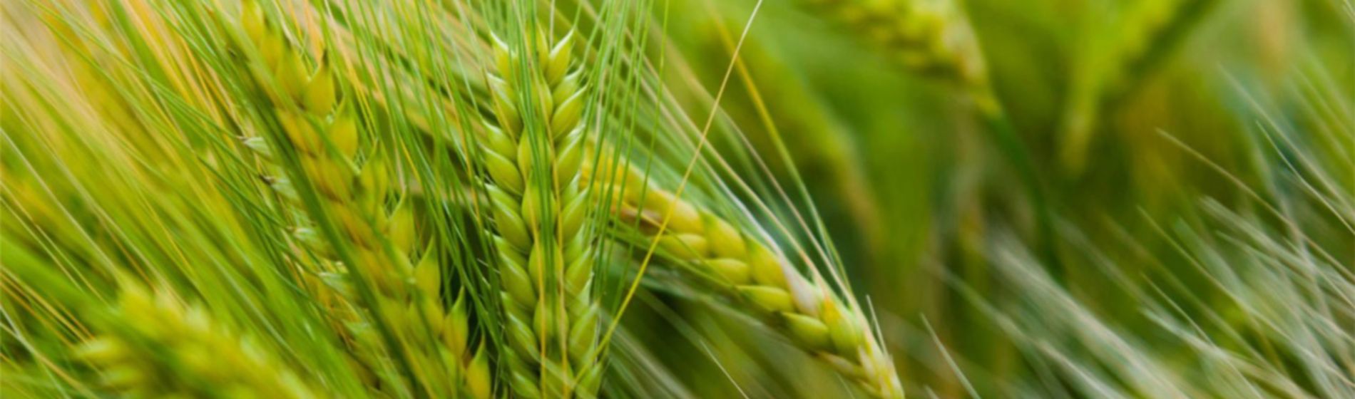 wheat ears 