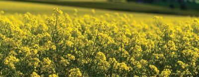 Oilseed Rape carousel1440x560.png
