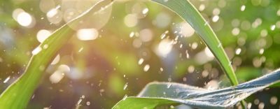 Kukoricavizgazdalkodasa1440560