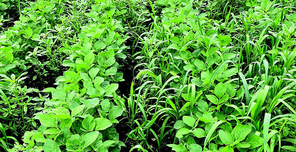 Untreated soybean plot 6weeks