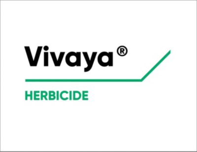 Vivaya Logo