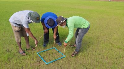  Large Demo Plot (LPD)