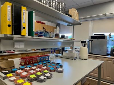 Laboratory SAT - Stasi 