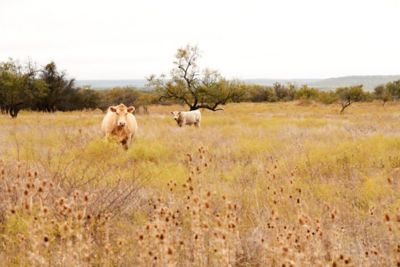Two tan cows in a Texas pasture