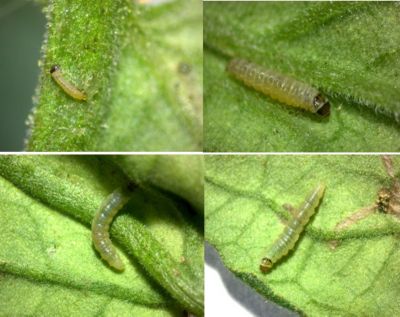 Larva_donemi