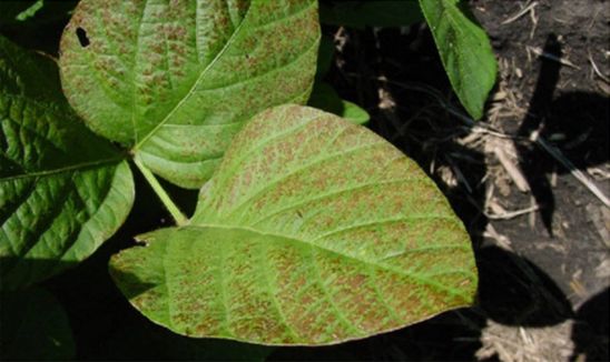 Cercospora leaf blight - Sun-exposed leaves on the upper part of the plant develop a bronze to reddish-purple discoloration.