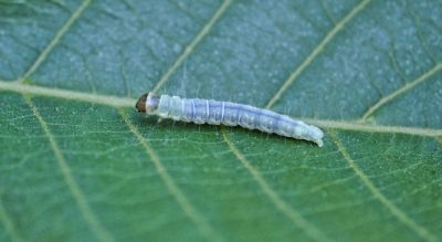 Image of Leafroller on Tree Nut