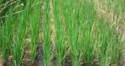 Rice plot treated with Loyant herbicide