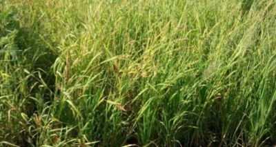 Untreated rice plot