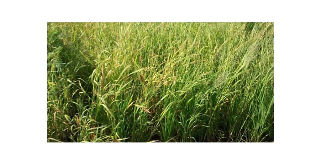 Untreated rice plot
