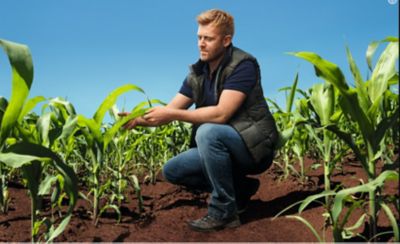 New standard for  Sunflowers in Serbia