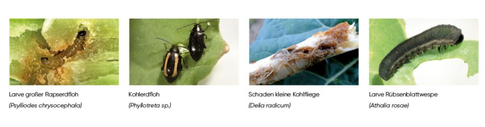 Lumiposa_Schaedlinge