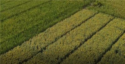 Protect your sunflowers from day one