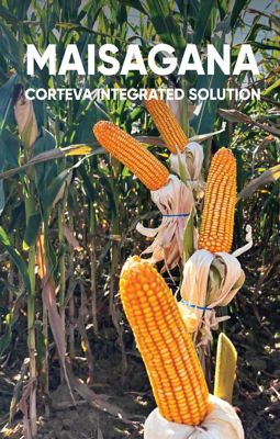 Maisagana