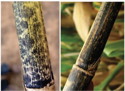 Şekil 1: Antraknozun neden olduğu dış sap rengi değişikliği