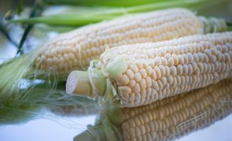 Folleto Digital Maíz