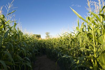 Mais Newsletter abonnieren