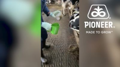 Maispitten in de mest