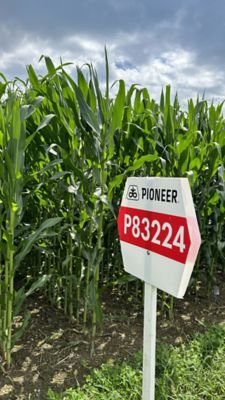 P83224 | Pioneer