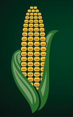 corn_251x400