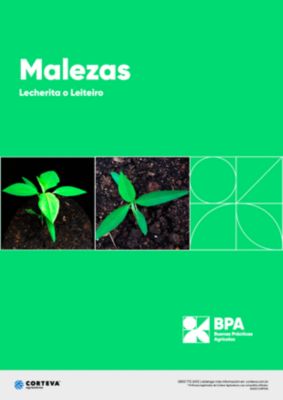 Malezas: Lecherita o Leiteiro