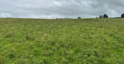 Cali thistles are a challenge at Mataura