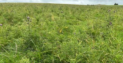 Susan is looking to significantly reduce thistle pressure