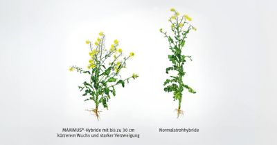 Maximus Hybride vs Normalstrohhybride