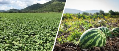 Melón_Sandía_1400x900px1.