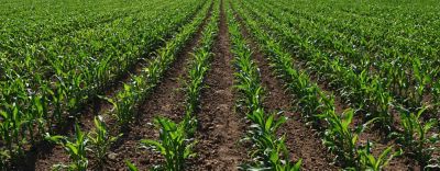 Mikroemelekszerepe1440cover