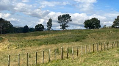 80% of the paddock covered in Dense Cali Thistles.