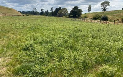 Before TPB Application Jan 2025