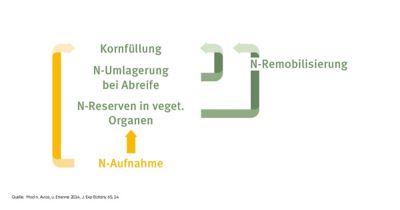 N Fluesse im Vegetationsverlauf