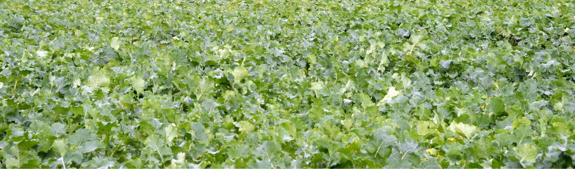 oilseed rape in autumn