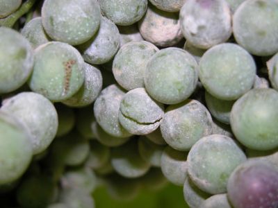 Oidium sur grappes
