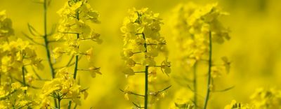 OSR crop