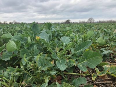 Oilseed rape OSR at Korvetto timing 1 March 2022