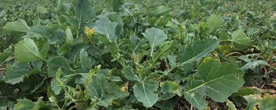 OSR at Korvetto timing 1 March