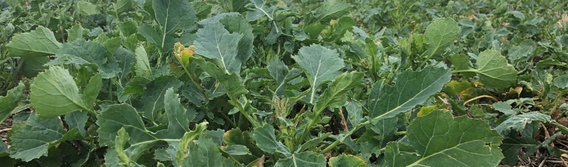 OSR at Korvetto timing 1 March