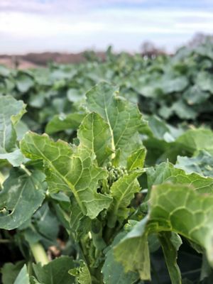 Oilseed rape OSR at Korvetto timing 1 March 2022