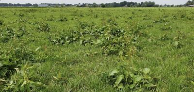Onkruidsituatie in weiland