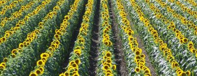 OptimoCarecoverAgronomy