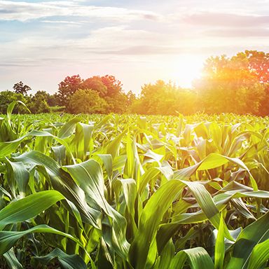 Corn Field with Sunset at Countryside