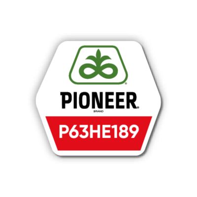 Соняшник Pioneer