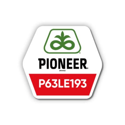 Соняшник Pioneer